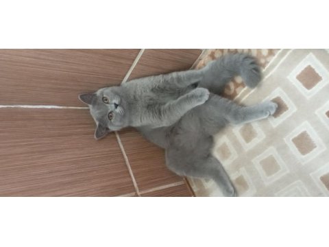 British shorthair kızımızı sahiplendiriyoruz