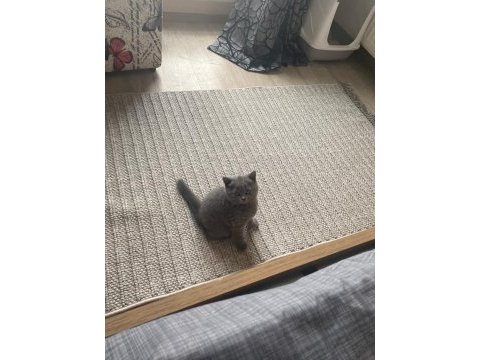 2 aylık scottish fold