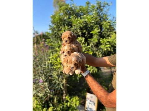 Maltipoo yavruları