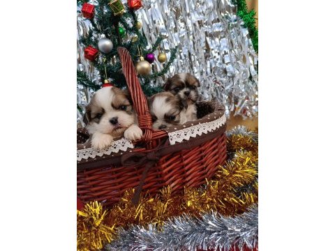 Orjinal shih tzu yavrularım
