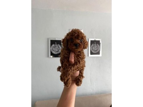 Red brown poodle yavrularim ev doğumlu