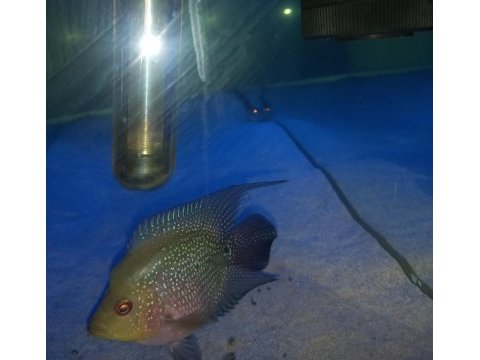 Flowerhorn