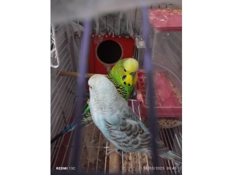 Güzel bir çift muhabbet kuşu