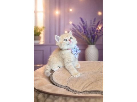 Golden british shorthair paşam hazır