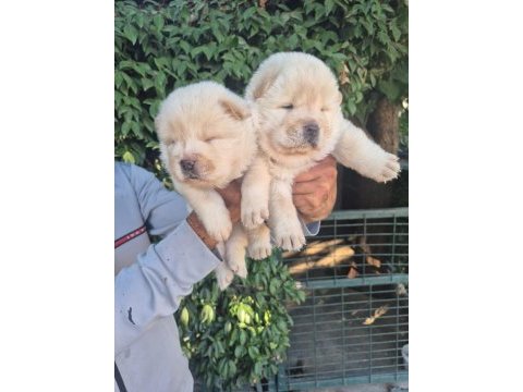 Chow chow bebeklerimiz
