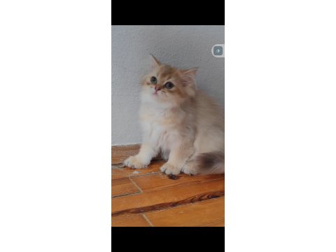 British longhair golden