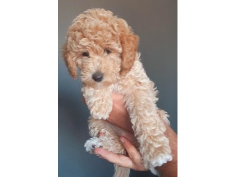 Toy poodle yavrumuz yuvasını arıyor