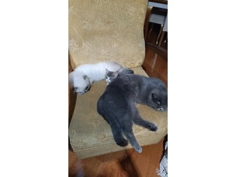 Ücretsiz sahiplendireceğiz kedimizi