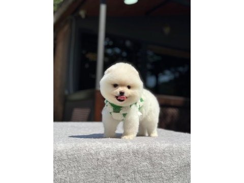 Yavru pomeranian boo köpeklerimiz