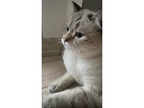 Ücretsiz sahiplendirilecek 2 yaşında british shorthair