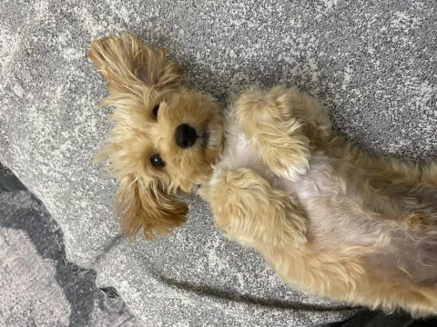 4 aylık erkek maltipoo