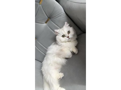 British longhair kedimiz