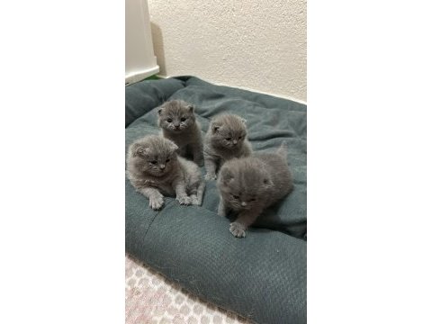 British shorthair yavrularımız yeni yuvasını bekliyor