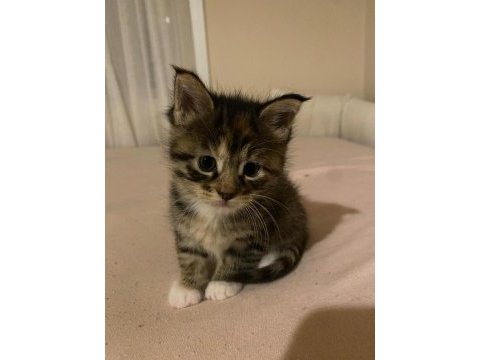 Saf kan maine coon yavruları