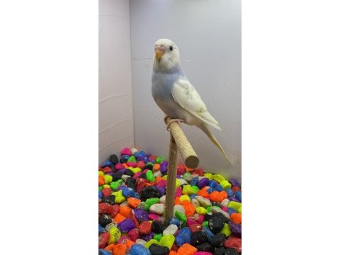Harika muhabbet kuşu yavrular alıştırmalık