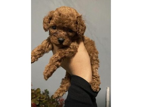 Teacup yavru poodle