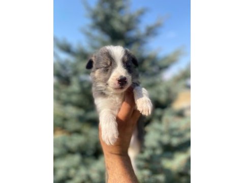 Petmode köpek çiftliğinden border collie yavrular