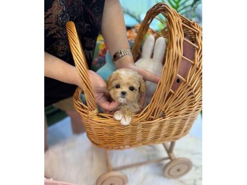 Kg garantili maltipoo yavrularımız