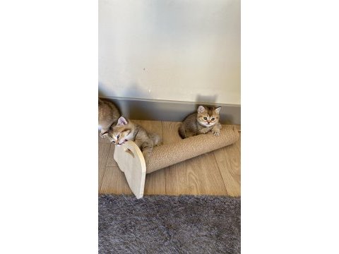 Temas delisi british shorthair miniklerim