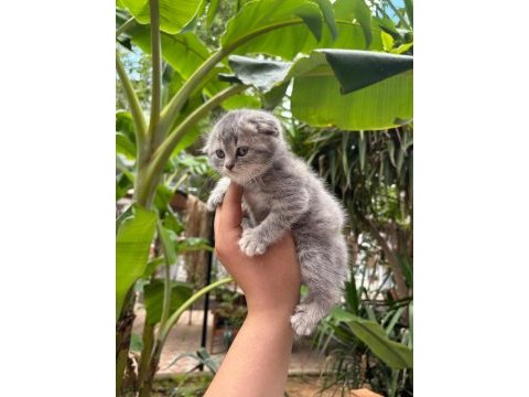 British shorthair yavrularımız sağlık ve ırk garantili
