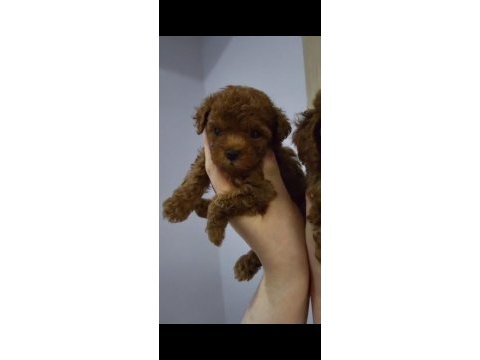 Tüy dökmeyen kalite sağlık ırk garantili poodle yavrularımız