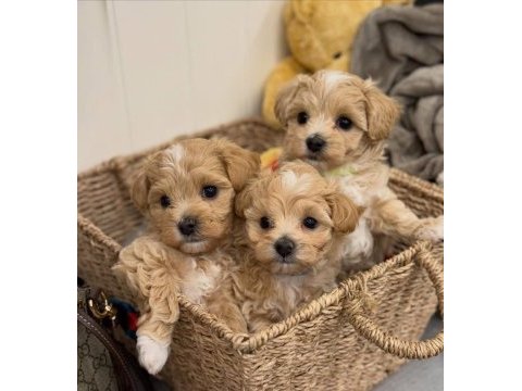 Maltipoo yavrularımız tüy dökmez koku yapmaz