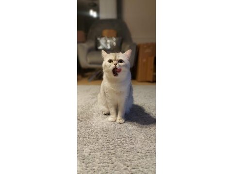 Scottish long hair british shorthair çift sahiplendiriyorum