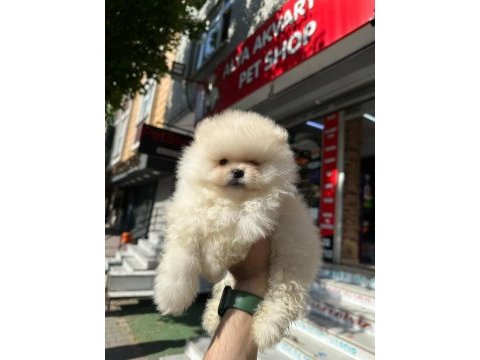 Boo pomeranian teddy bear