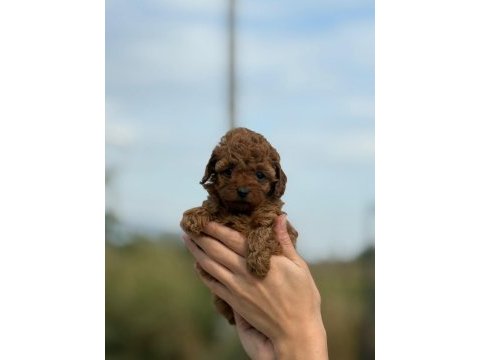 Petibör tadında poodle yanlışlıkla yemeyiniz