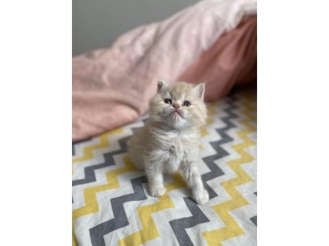 British longhair erkek güzellerim