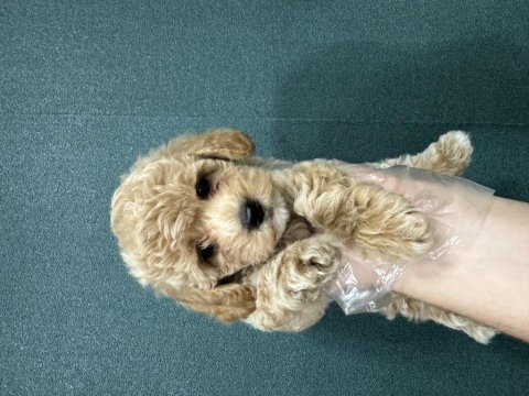 Apricot renk poodle