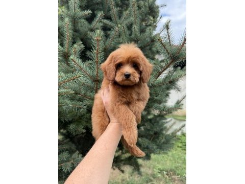 Red maltipoo