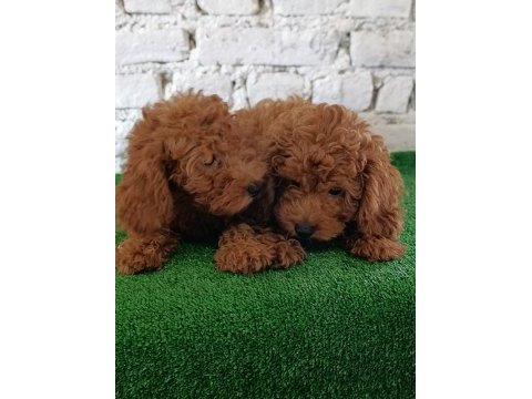 Toy poodle yavrularımız