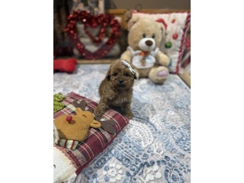 Yeni gelen oyuncak poodle yavrularımız