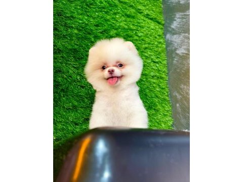 Pomeranian boo 60 günlük