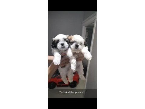 Muhteşem kaliteli shih tzu yavrularımız