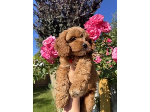 Kore maltipoo yavrular