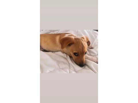 Jack russell pinscher yavrusu