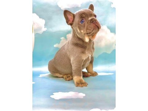 Lilac tan mavi gözlü french bulldog erkek