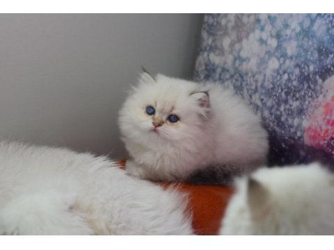 Göz bebeğiniz olacak kedimiz