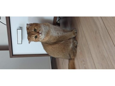 Scottish fold gold