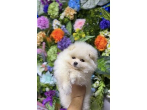 Ankaranın en güzel pomeranian boo yavruları