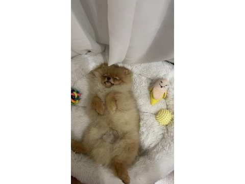 Yakışıklı pomeranian oğlum yeni ailesini arıyor