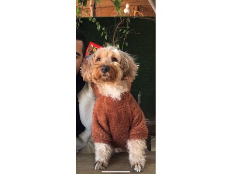Toy poodle köpeğimiz todi