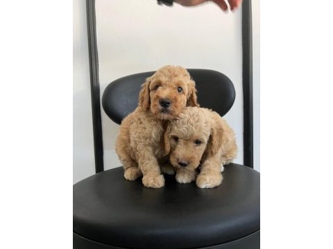 Irk garantili poodle yavrular