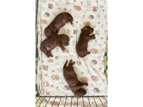 Rezerveye açık koyu toy poodle