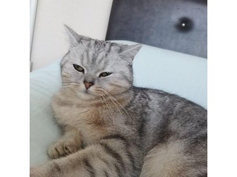 İngiliz ırkı kedimiz