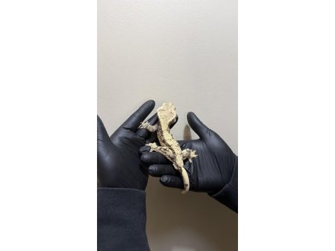 Yetıskın crested geckolar