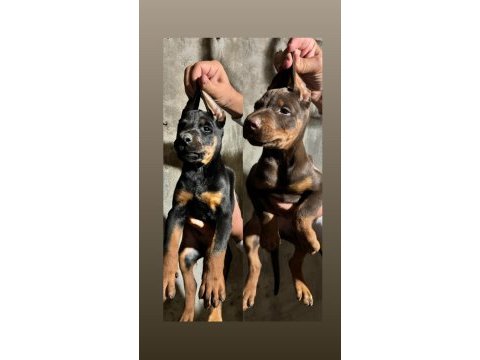 Doberman köpekler