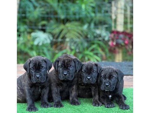 Dişi erkek cane corso kapıda ödemeli güvenli sistem